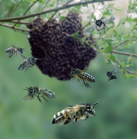 Swarm .